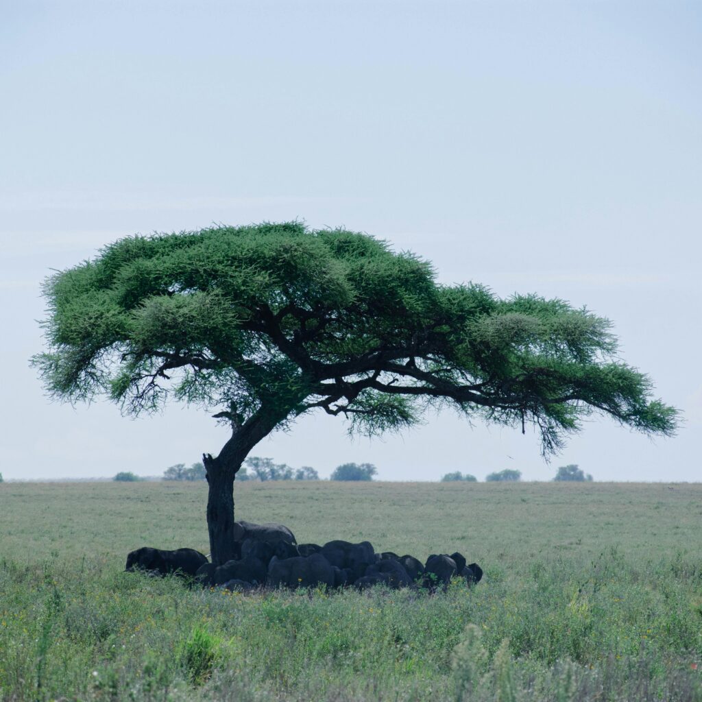 A group of elephants finds shade under a lone acacia tree in the African savannah.