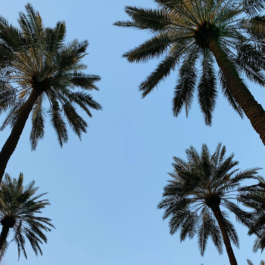 Captivating low angle shot of palm trees silhouetted against a clear blue sky.