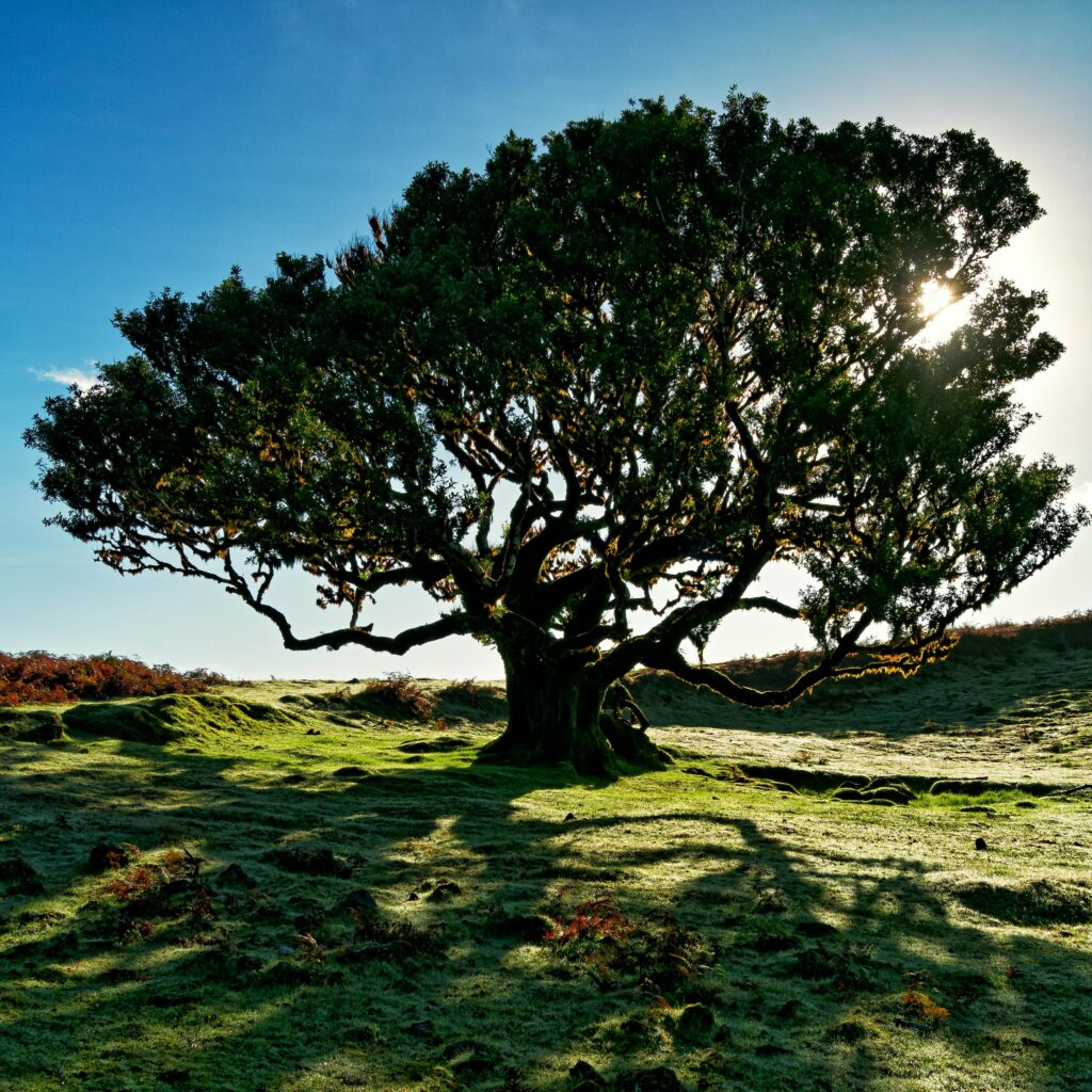 A stunning silhouette of a large tree in a sunny summer landscape, casting shadows on green field.