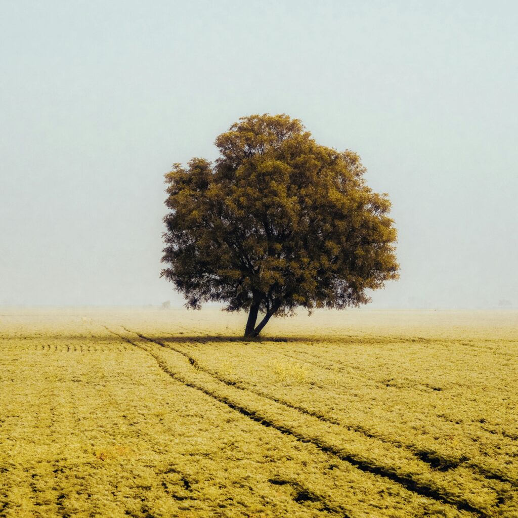 A single tree stands in a foggy field in Pulivendula, capturing the essence of rural India.
