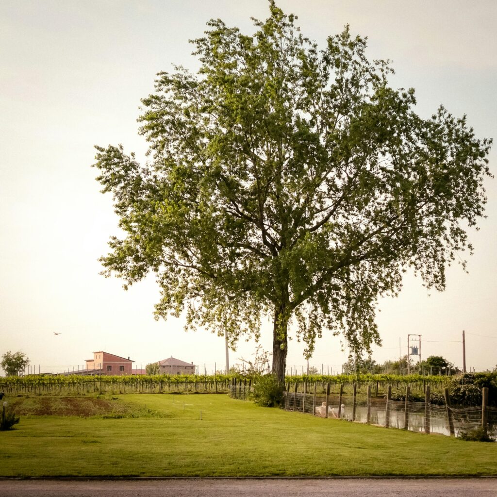 Lush vineyard landscape featuring a striking tree against a serene Italian countryside backdrop.
