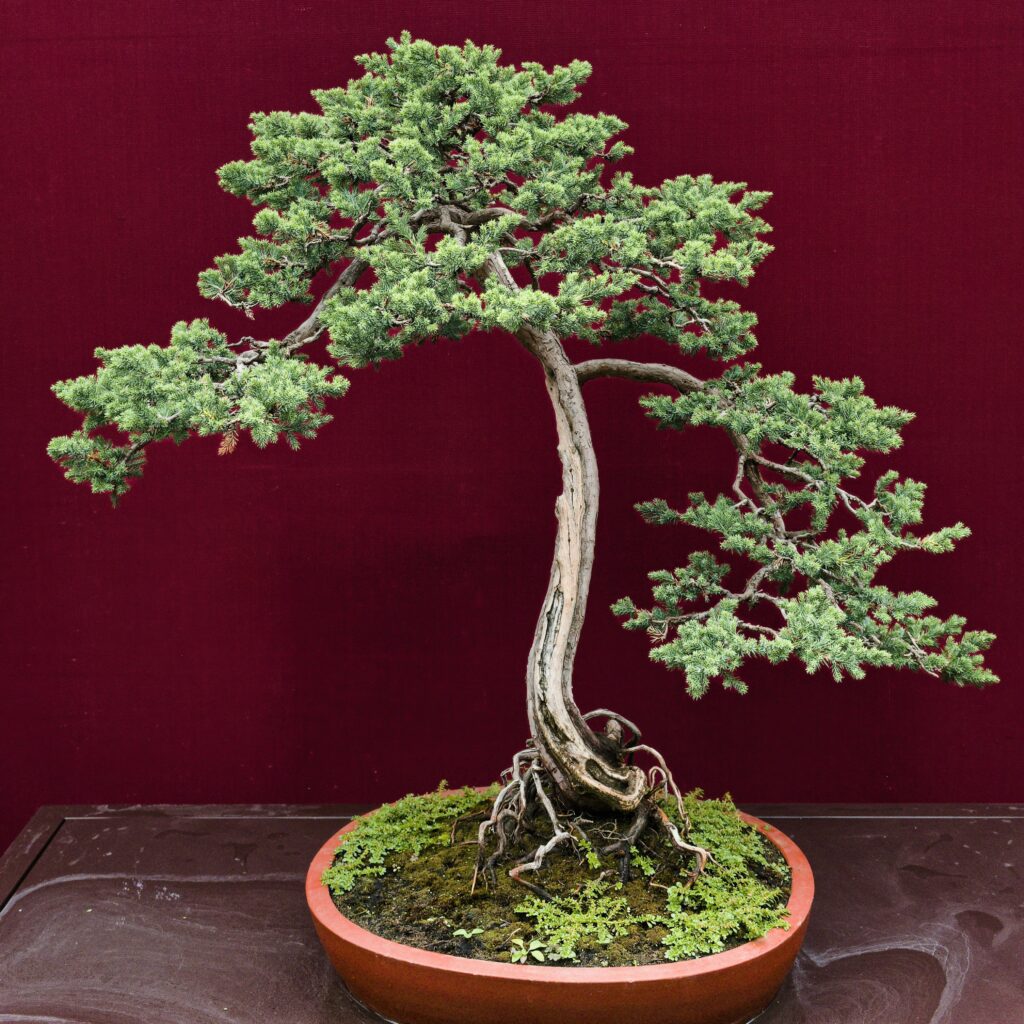 A beautifully shaped bonsai tree displayed against a striking red background, highlighting its intricate design.
