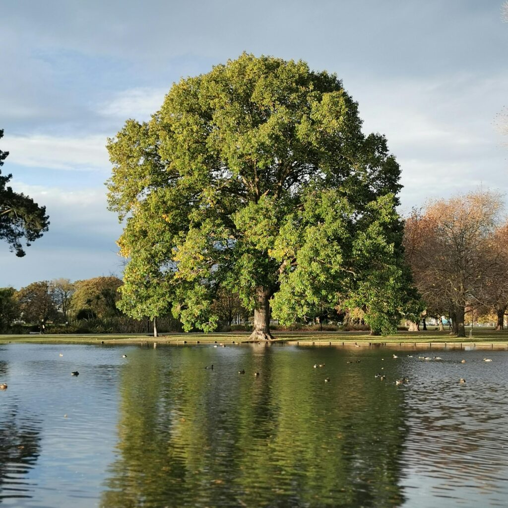 A peaceful scene of a large tree by a lakeside, capturing the essence of nature.